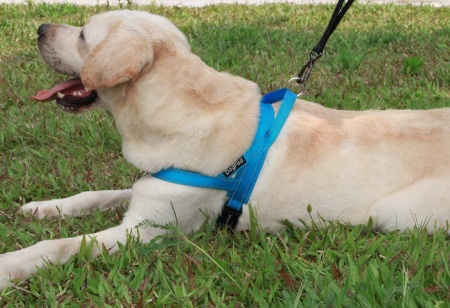 Pet Dog Harness 6