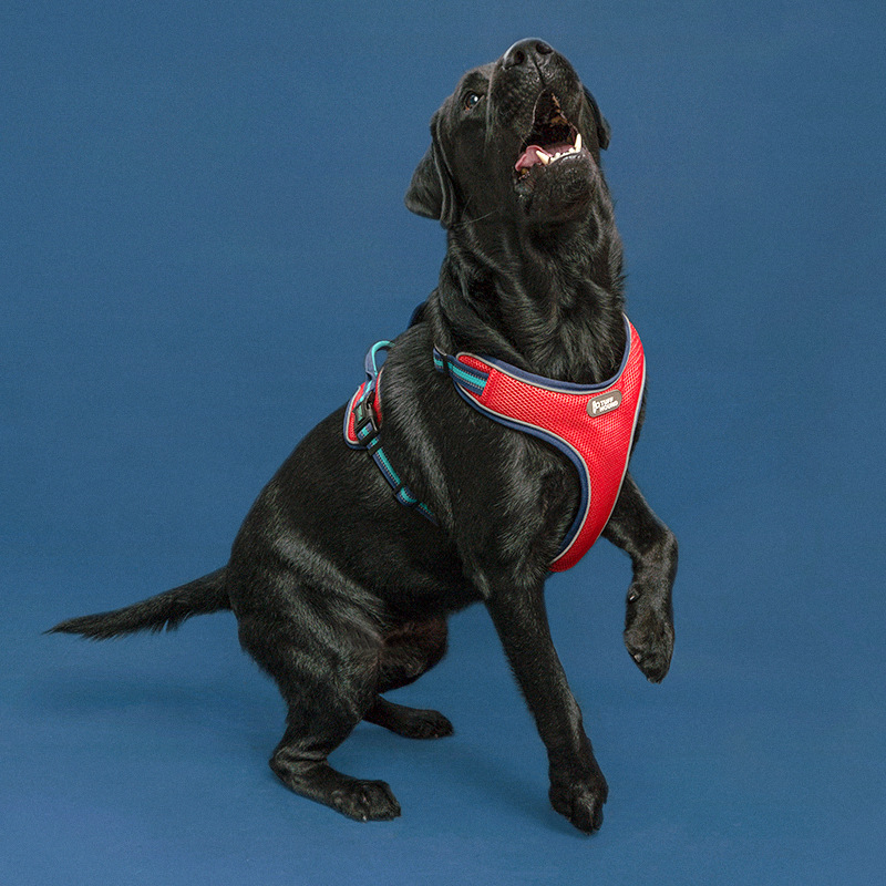 Durable dog leash