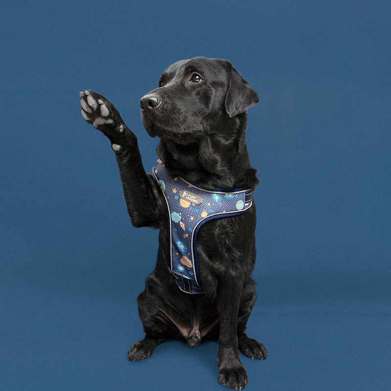 Colorful dog harness options