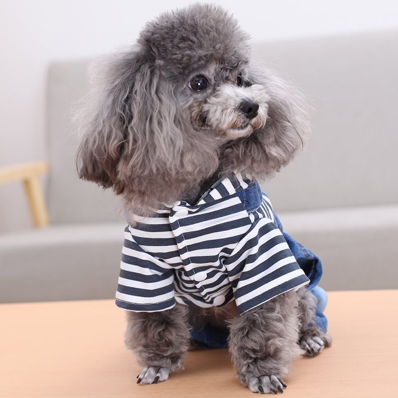 Stylish dog outfit