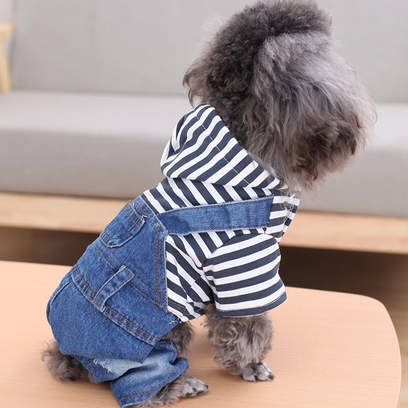 Cute dog wearing suspenders
