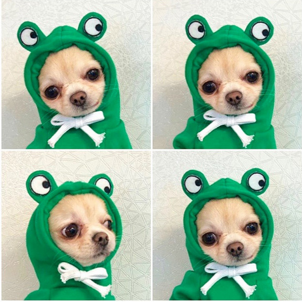 Pet Clothing Style 7
