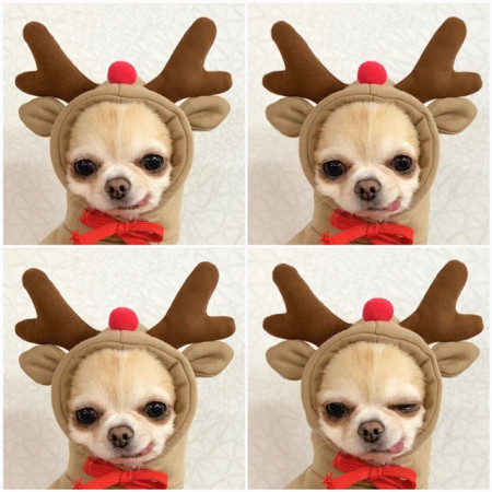 Pet Clothing Style 3