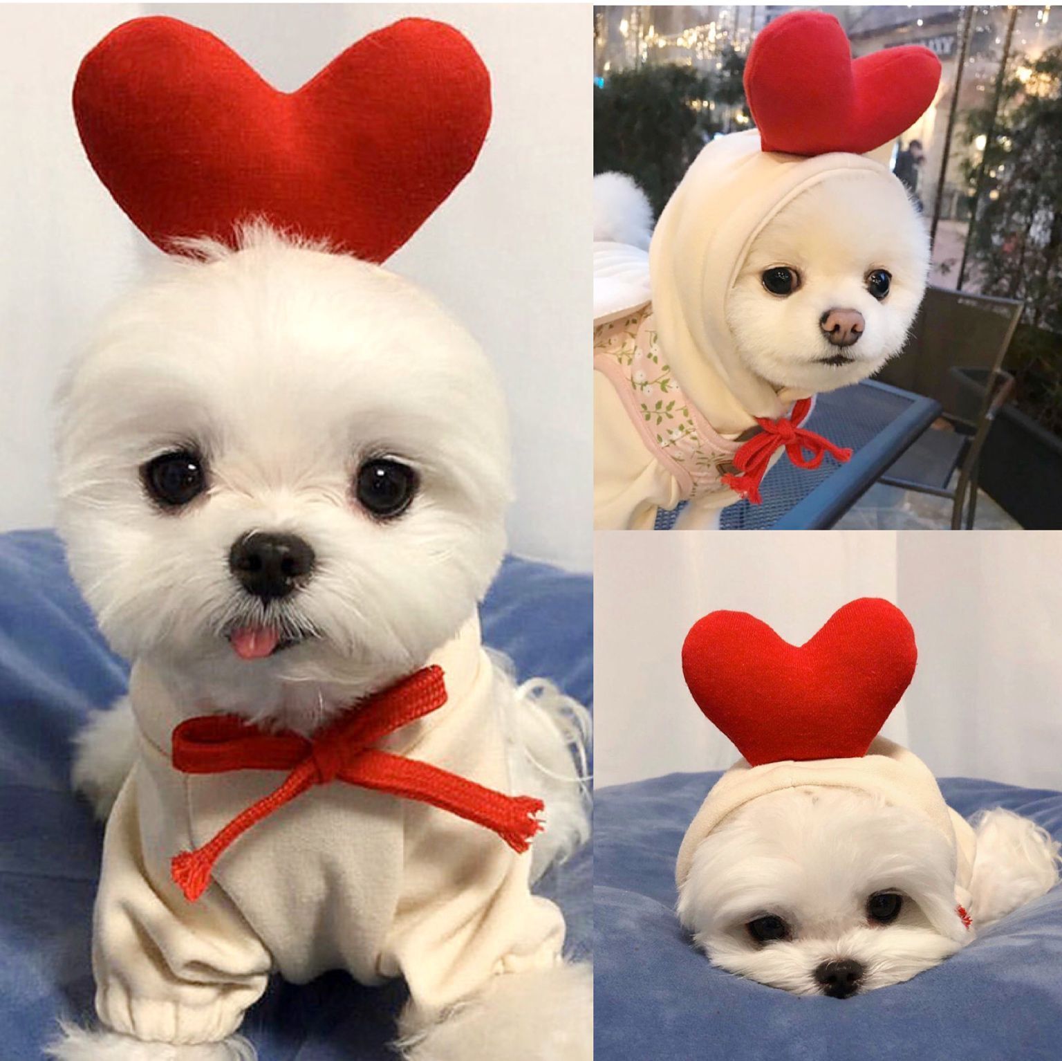 Pet Clothing Style 5