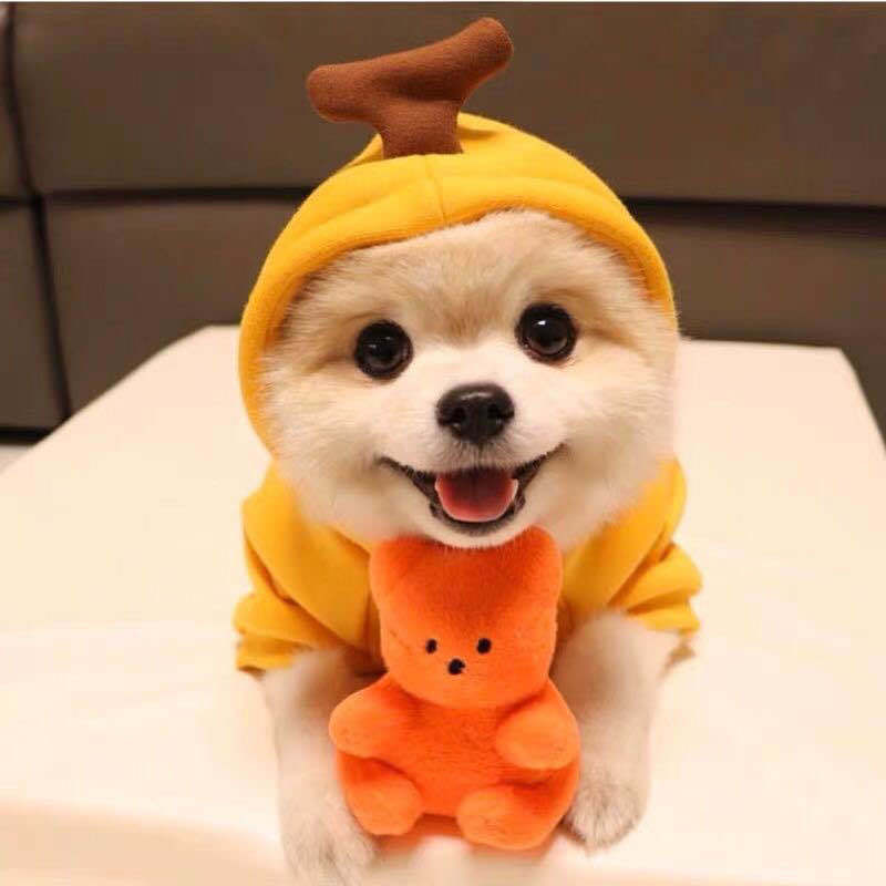 Pet Clothing Style 6