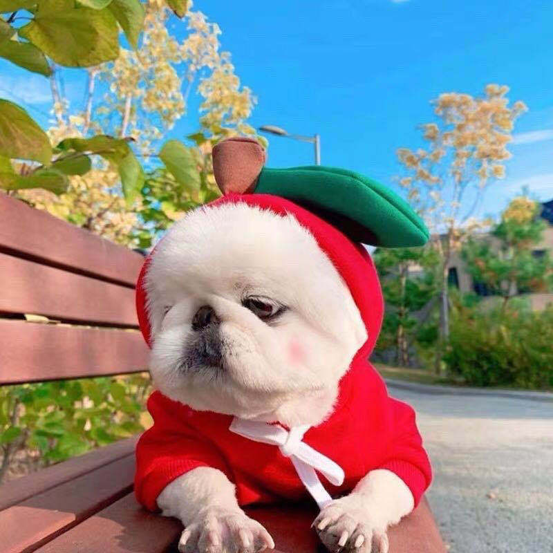 Pet Clothing Style 1