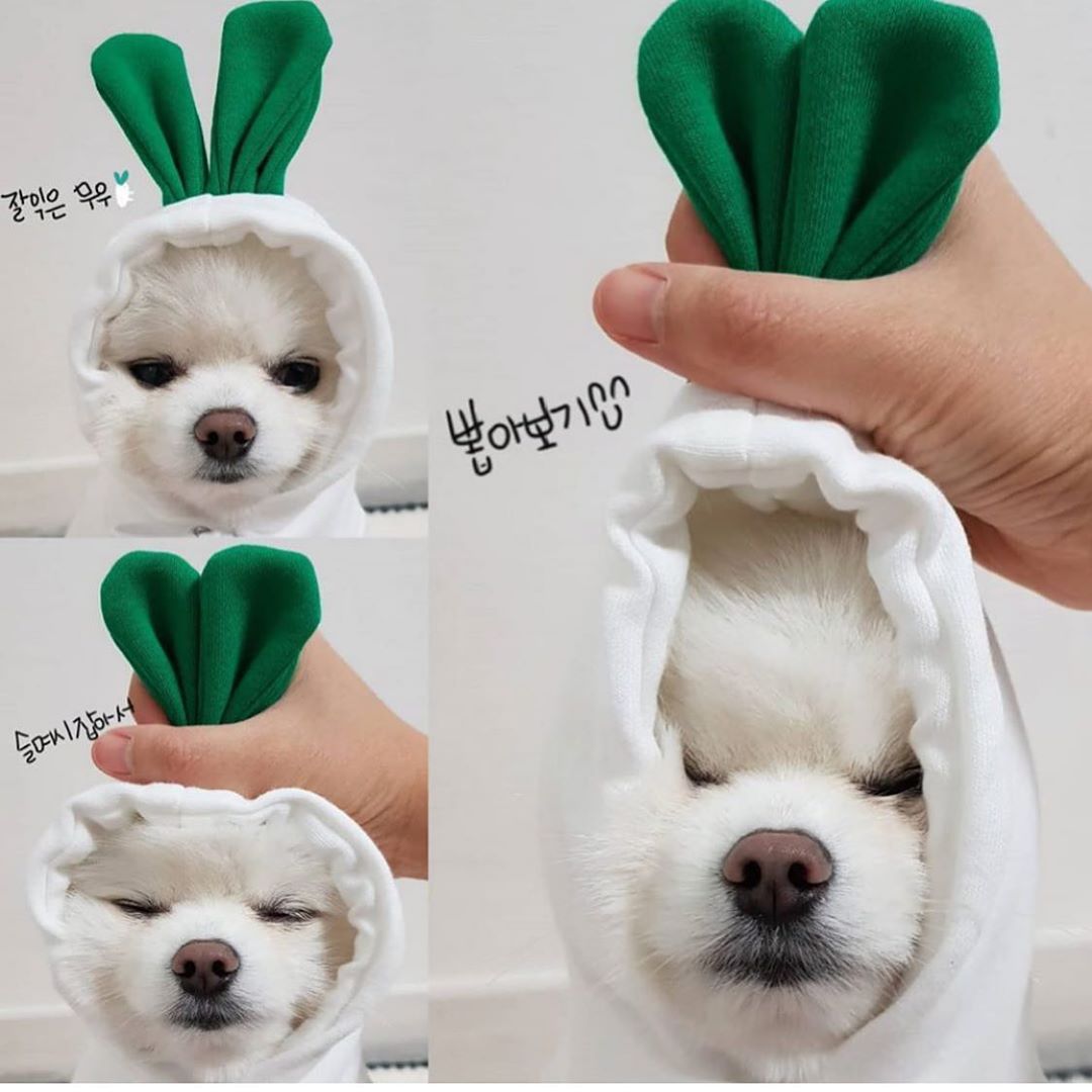 Pet Clothing Style 4