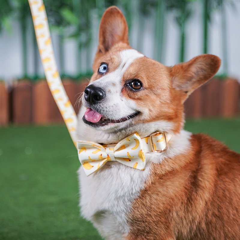 Dog Collar and Leash Set