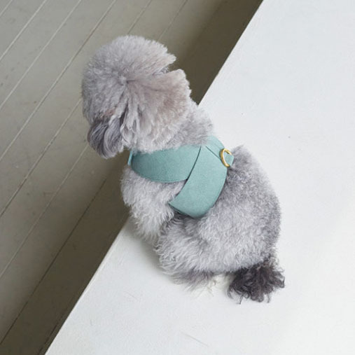 Dog Wearing Chest Strap