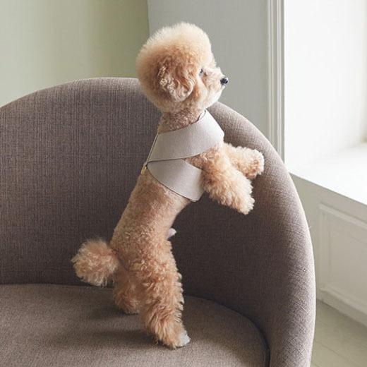 Dog Chest Strap in Action