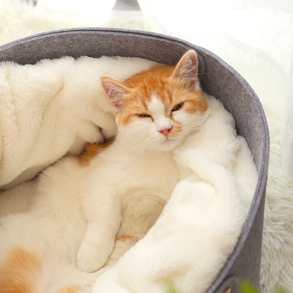 Stylish Cat Bed