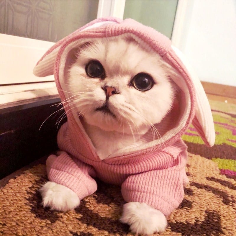 Sweatshirt Lifestyle