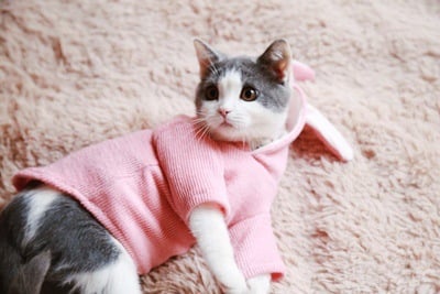 Sweatshirt in Pink