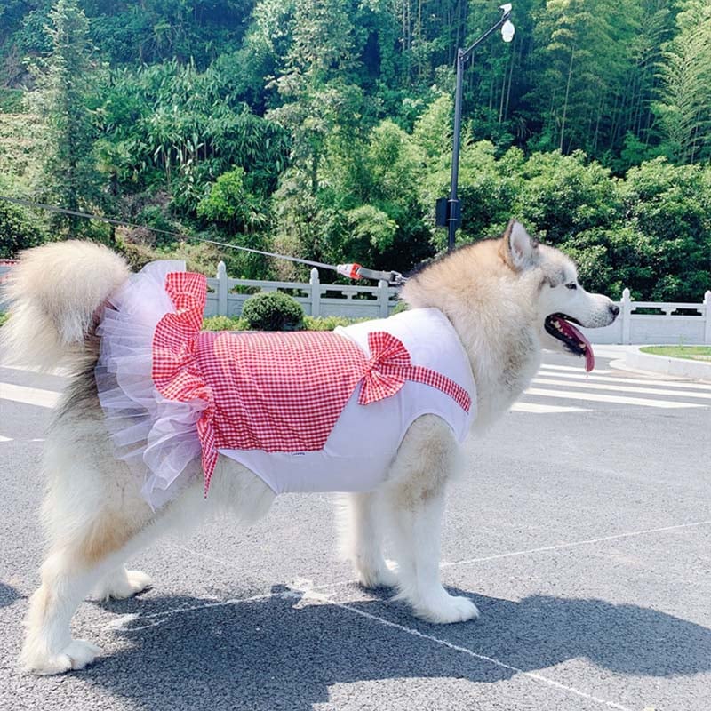 Fashionable Dog Costume