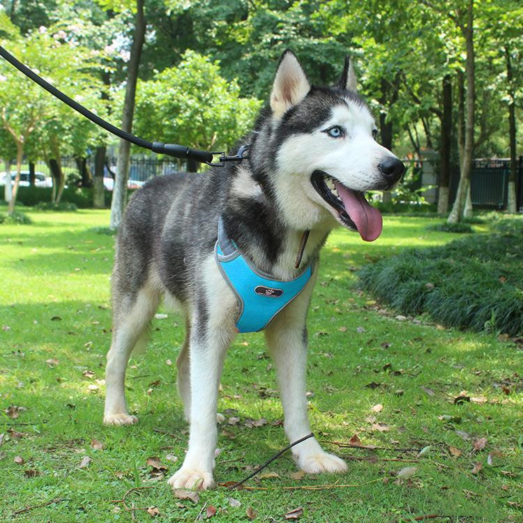 Dog Vest Image 4