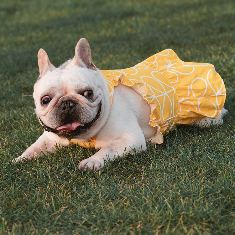 Pet Dress Image 2