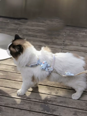 Cat Leash in Use