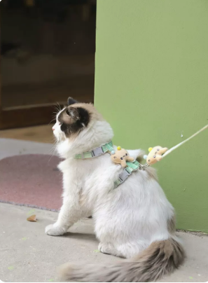 Different Styles of Cat Leash