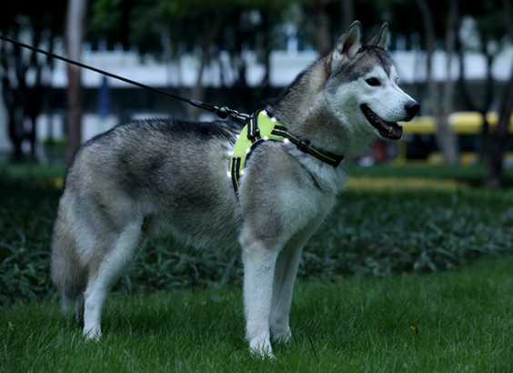 Adjustable dog harness for night travel
