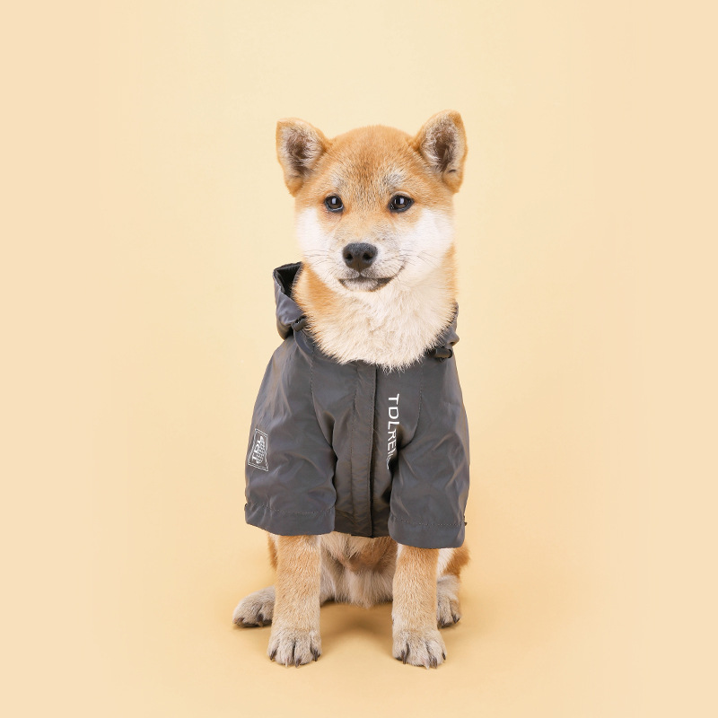 Dog in Rainproof Jacket