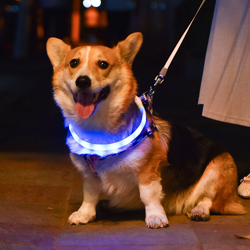 Luminous LED Collar Color Options