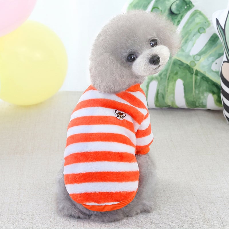 Cat showcasing Winter Teddy Bichon Clothing