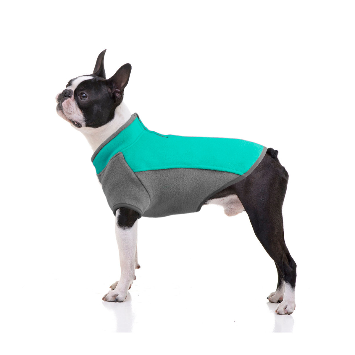 Happy Dog in Sweater
