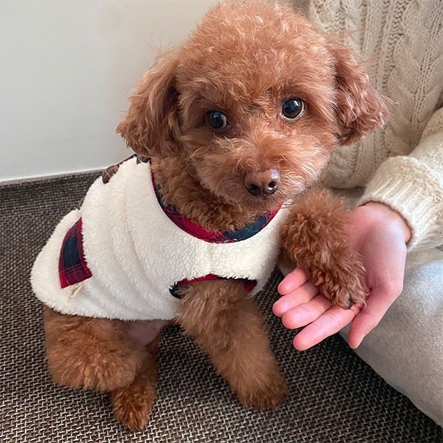 Dog Christmas Vest 6