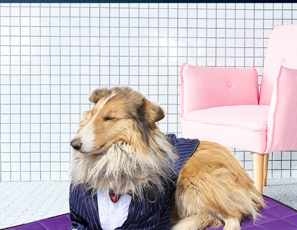 Large Dog Stripe Bow Tie Suit Image 5