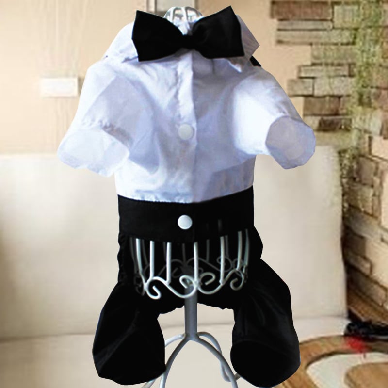 Teddy Dog Suit Image 3