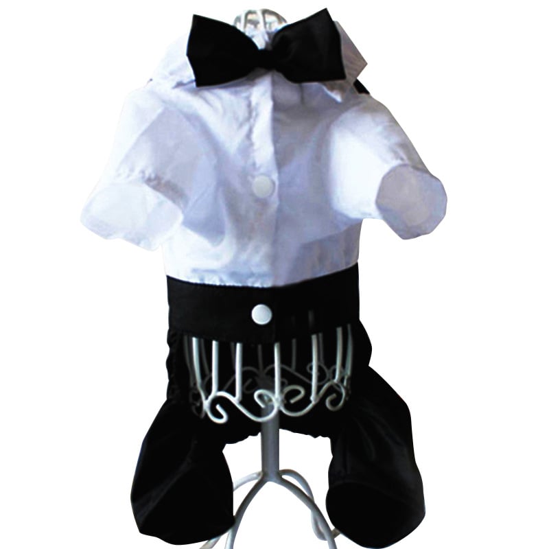 Teddy Dog Suit Image 4