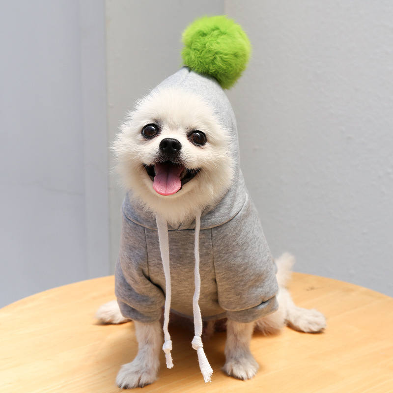 Cute dog in sweater