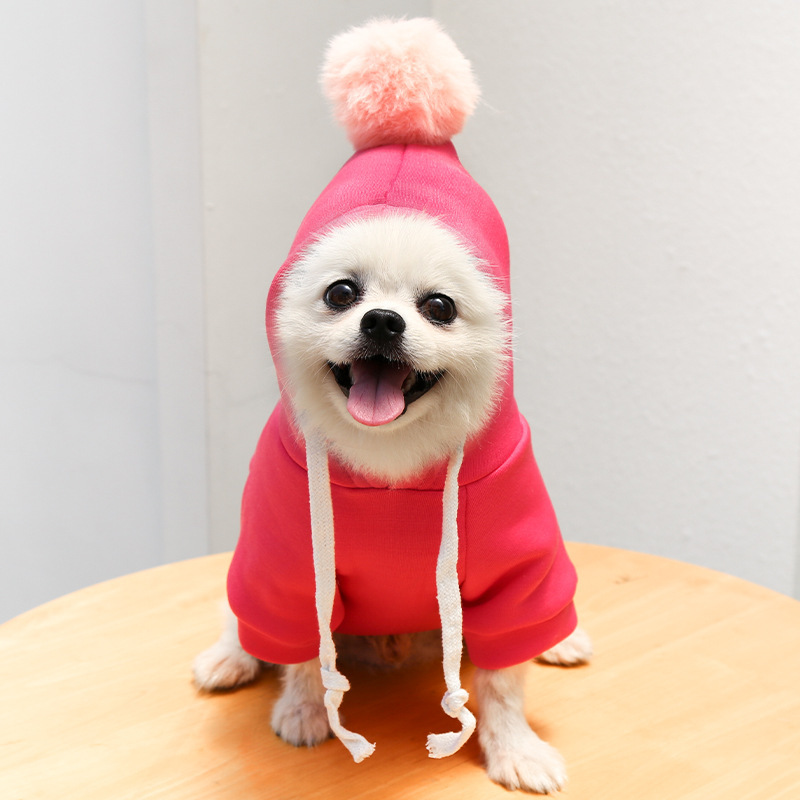 Pet wearing autumn sweater