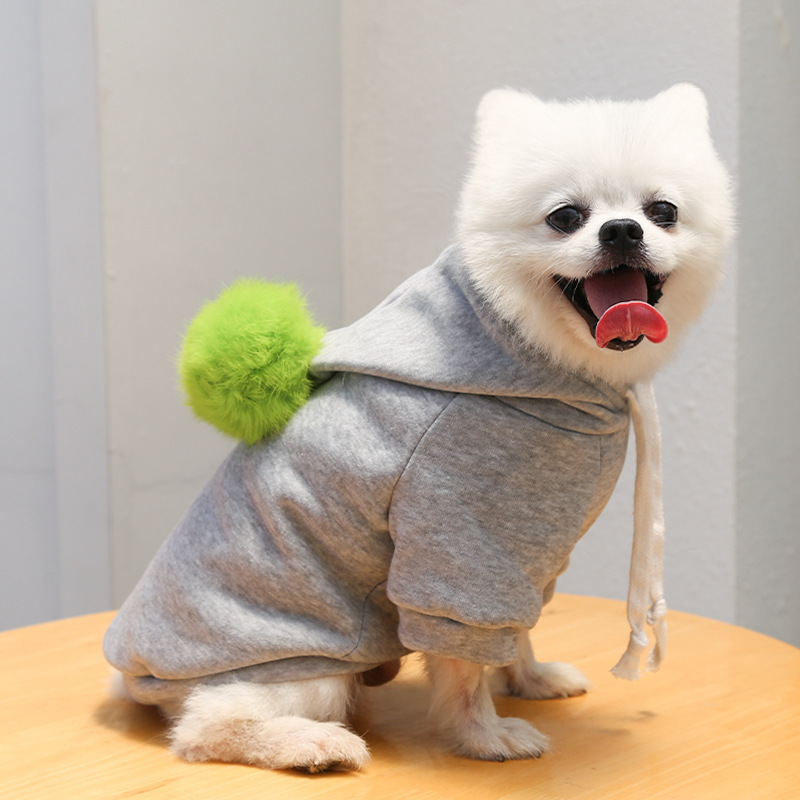 Happy pet in sweater