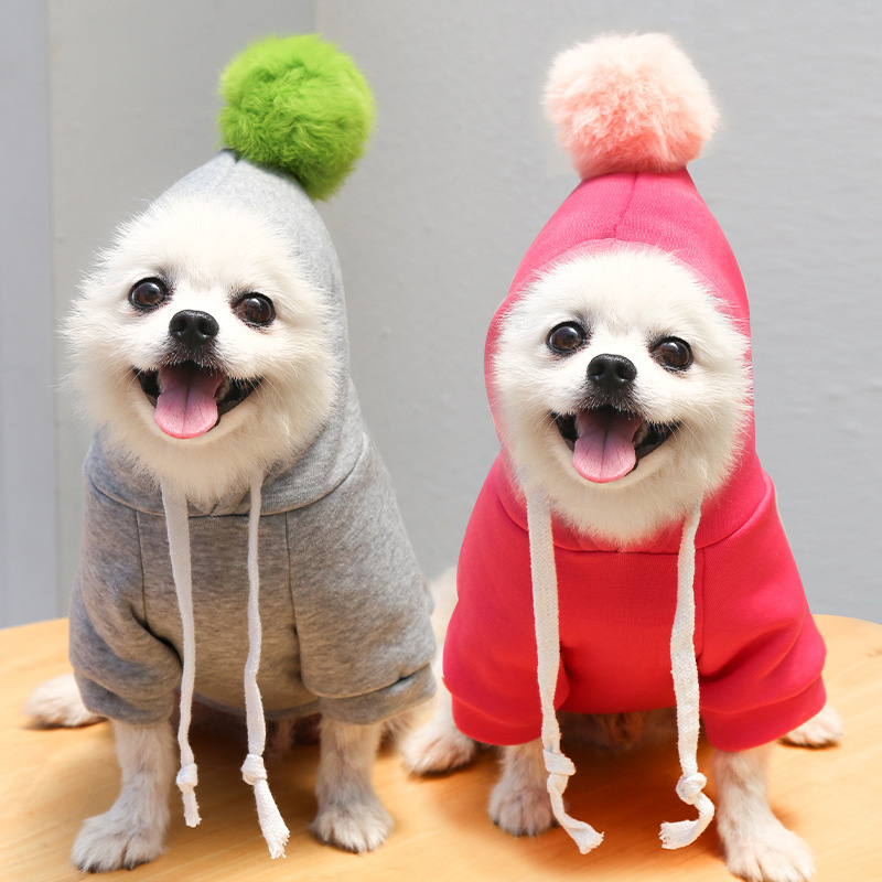Pet in sweater