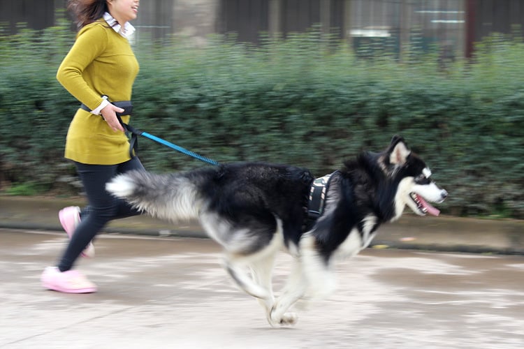 Running dog leash - Red Blue