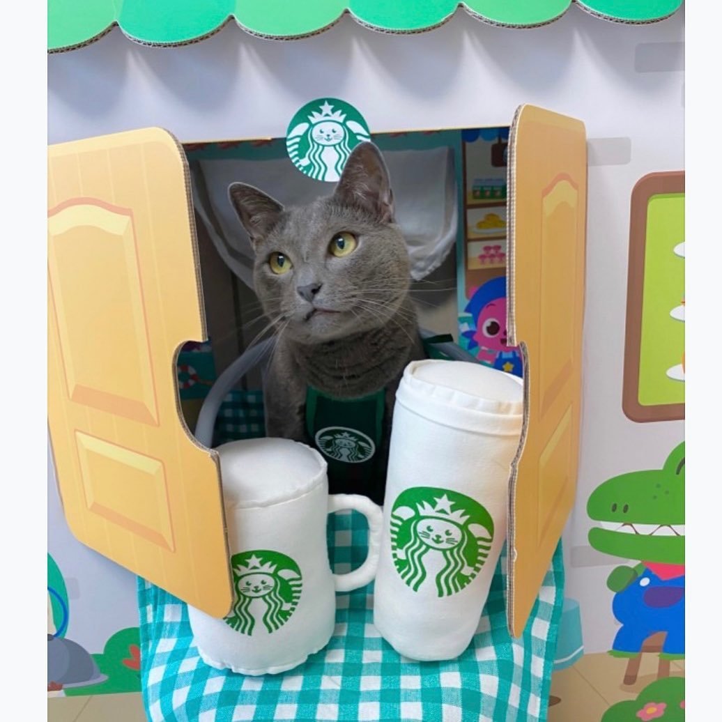 Pet Clothes 3