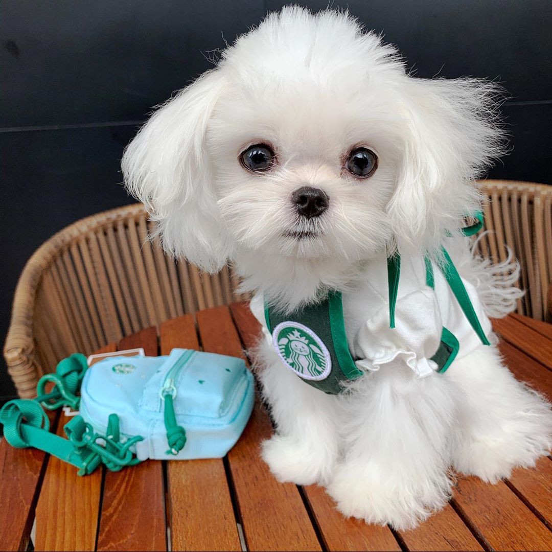 Pet Clothes 1