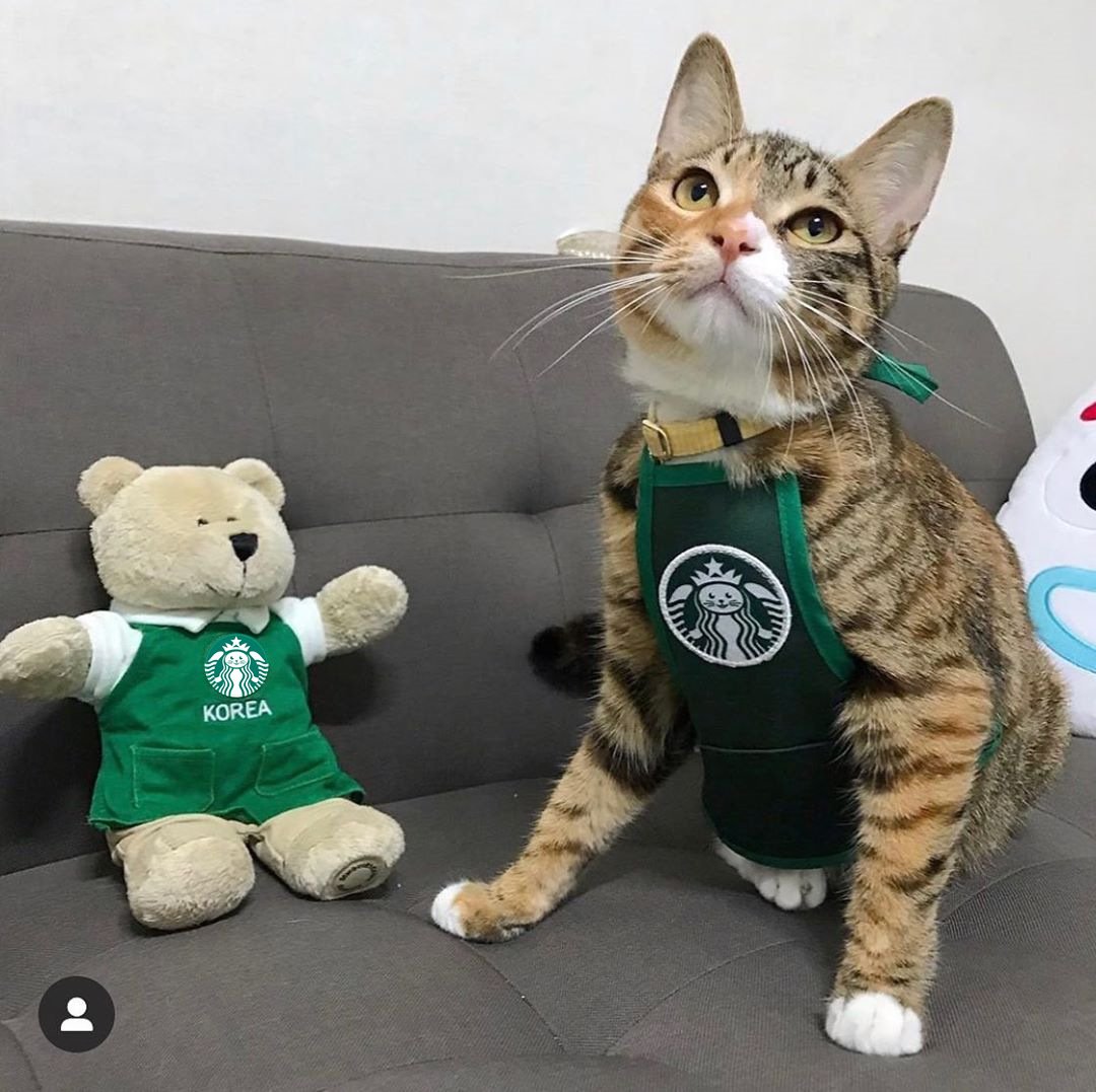 Pet Clothes 4