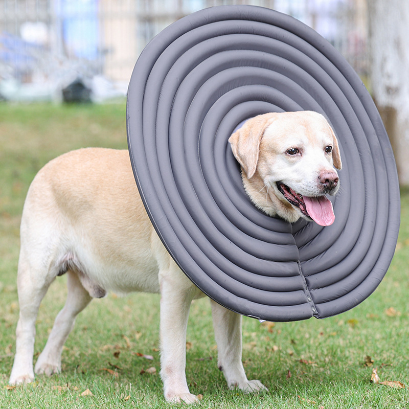 Pet Protection Ring 6