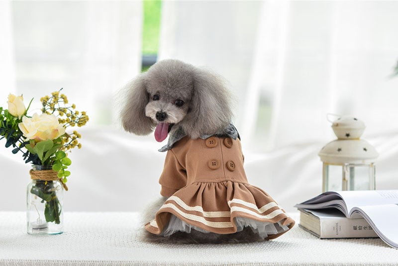 Pet in Dress