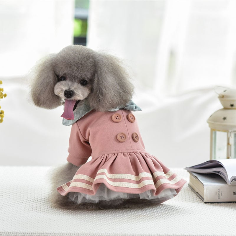 Pet in Dress