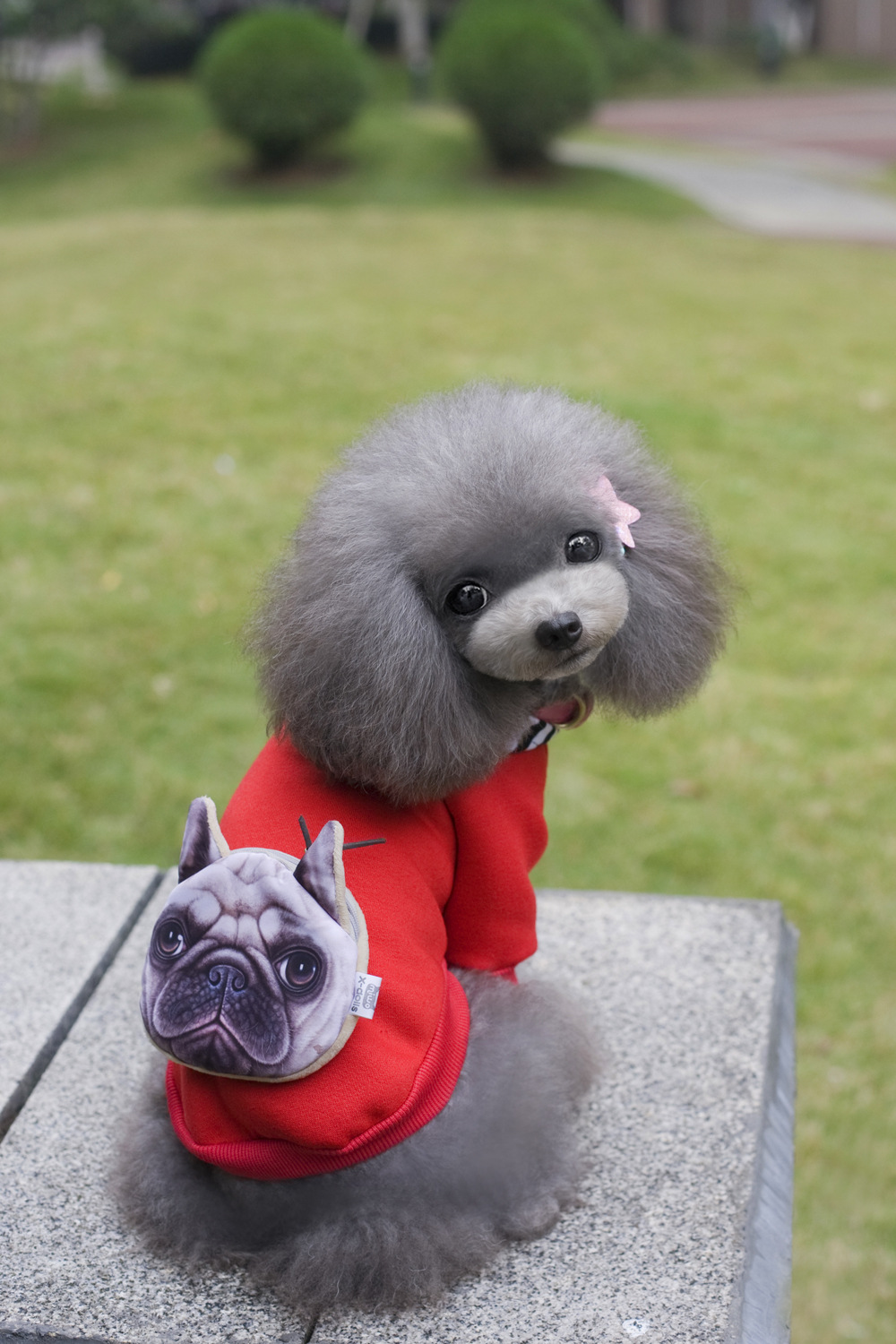 Dog Fashion Show