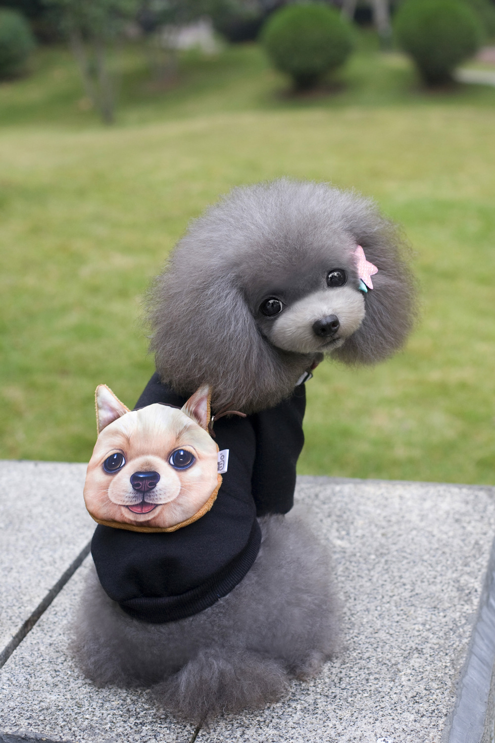 Stylish Pet in Sweater