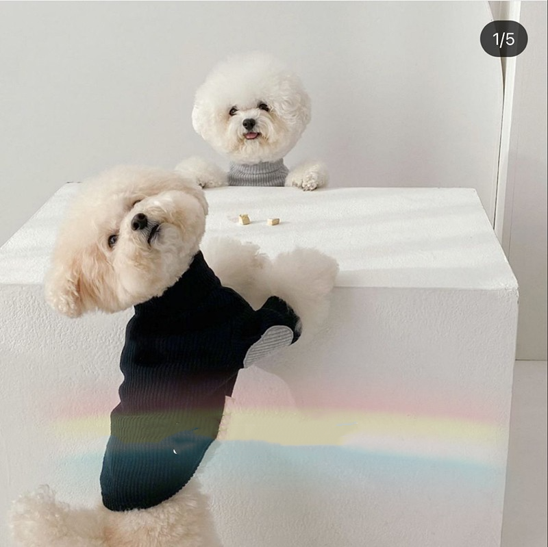Pet Outfit 5