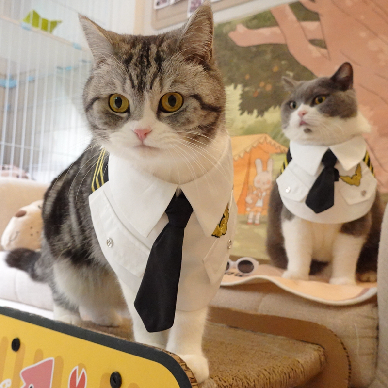 Cat in Handsome Air Junior Uniform