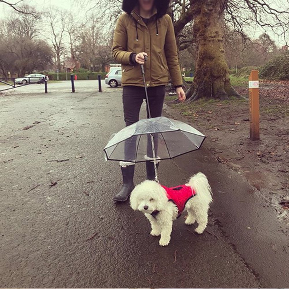 Pet Umbrella in Action