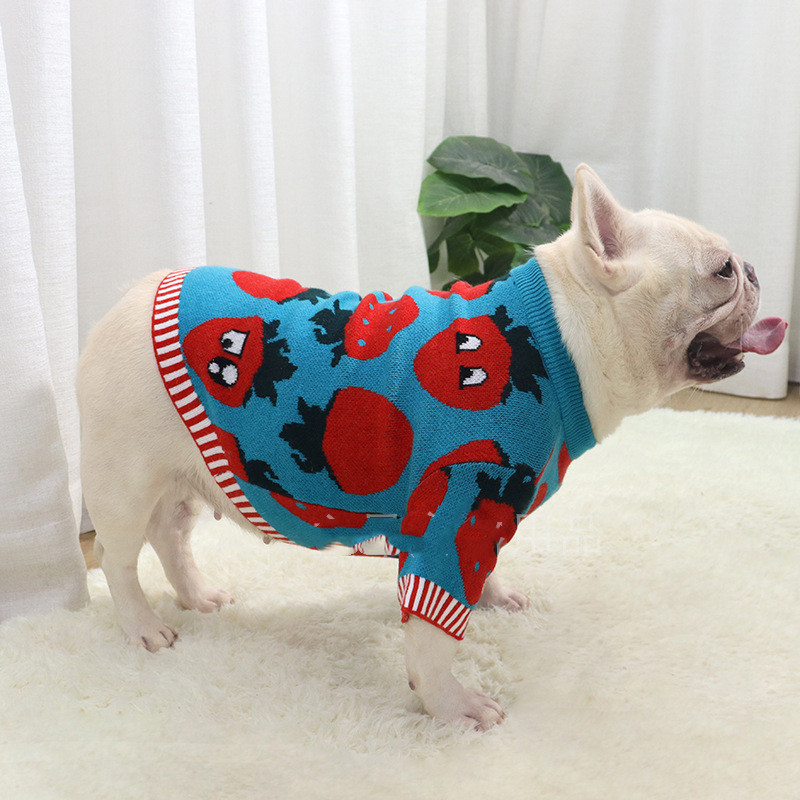 Blue Strawberry Sweater - On Dog
