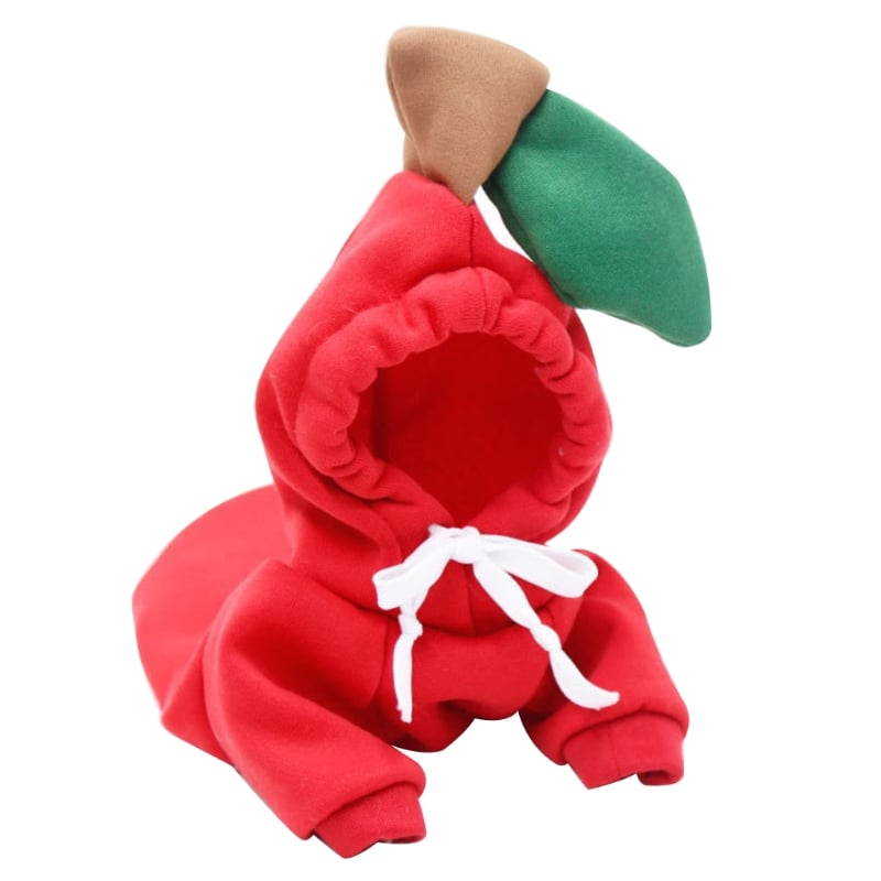 Chihuahua in colorful hoodie