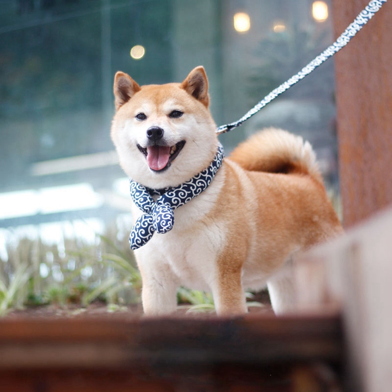 Dog collar in green